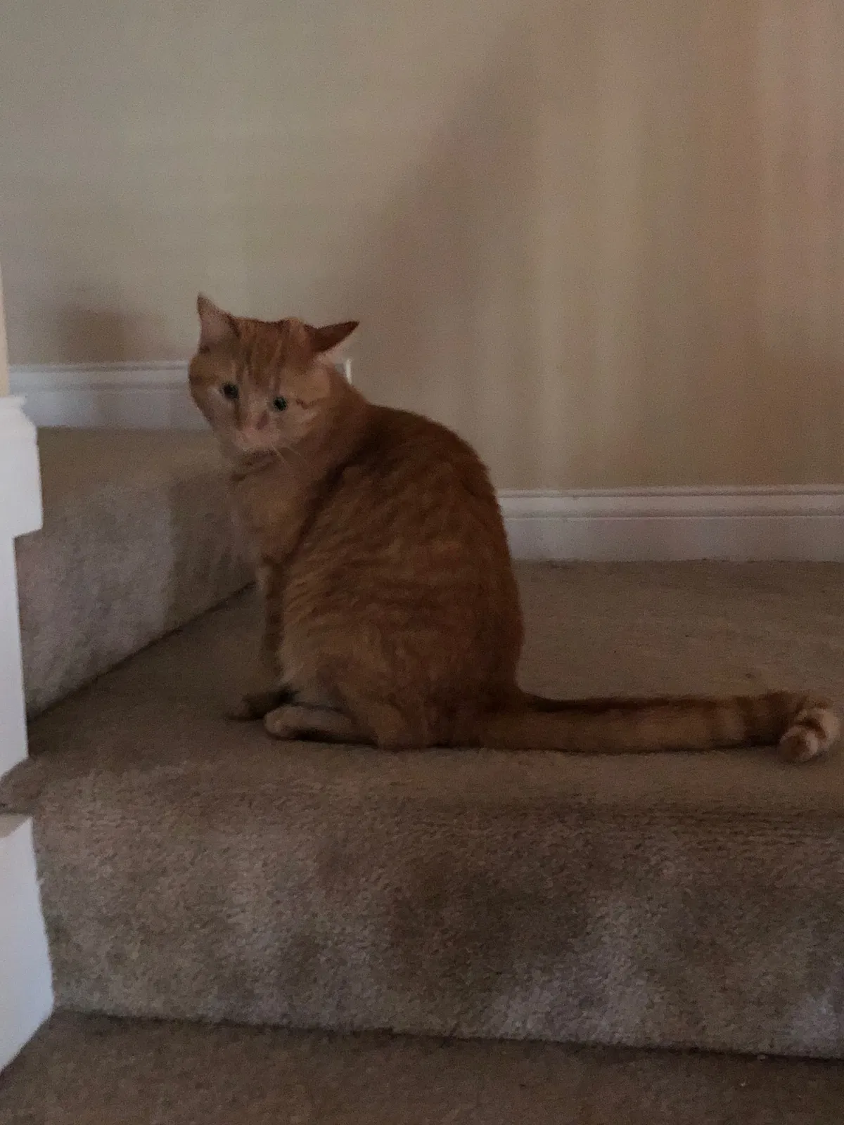 Found cat in Cincinnati, OH, 45245