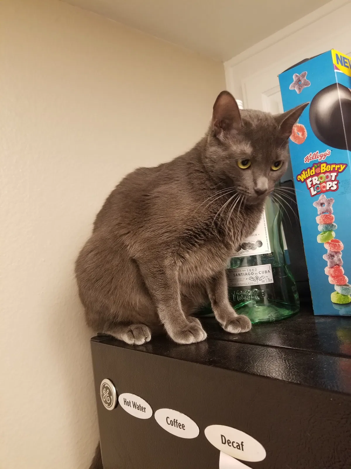 Found cat in Brea, CA, 92821