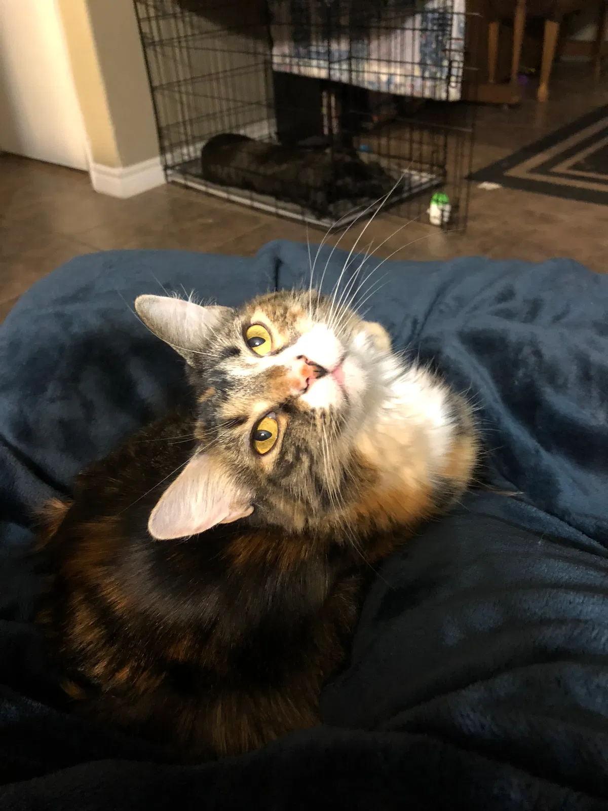 Found cat in Bowie, MD, 20715