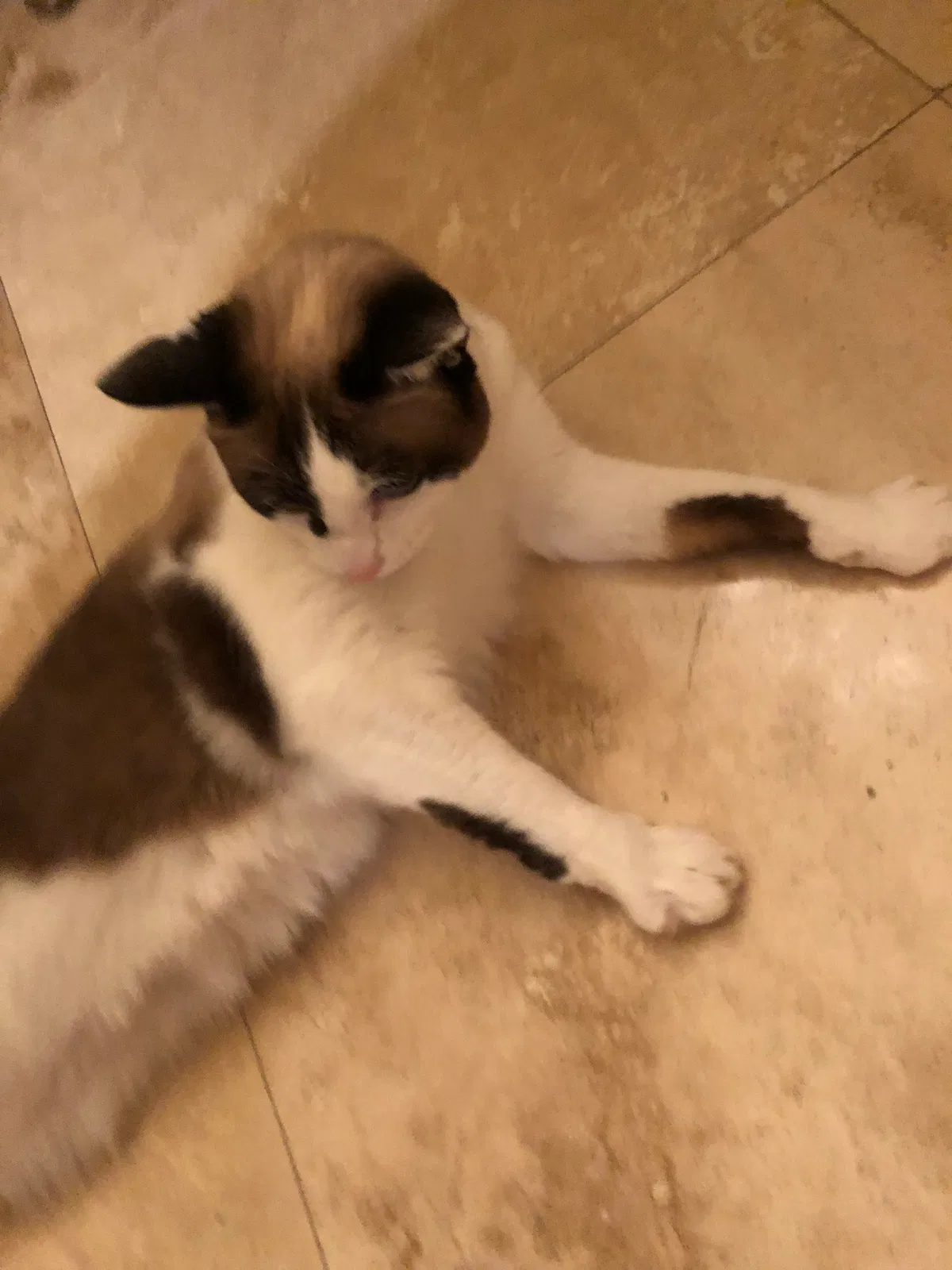 Found cat in Granada Hills, CA, 91344