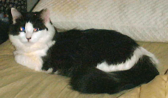 Found cat in Minneapolis, MN, 55420