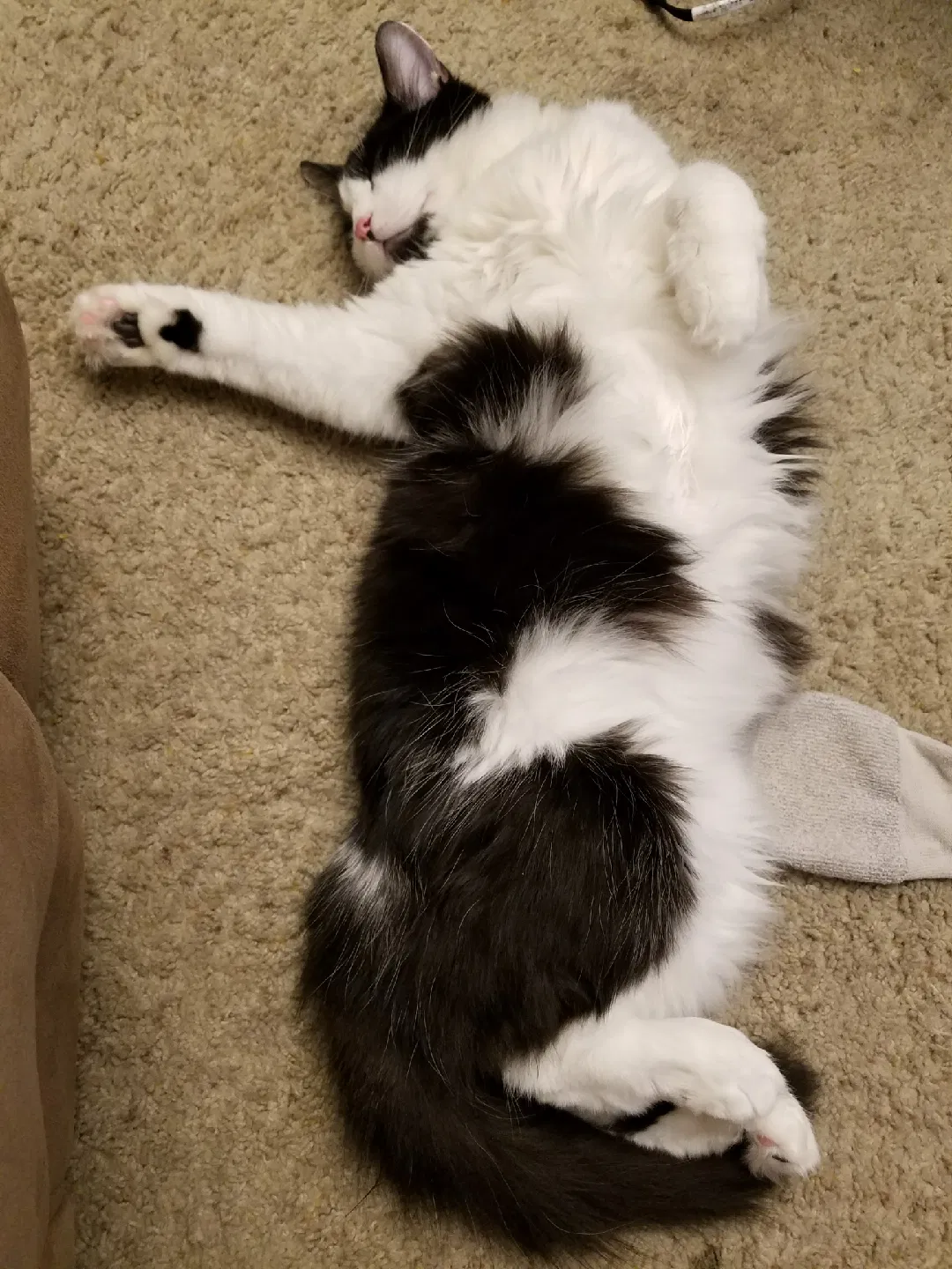 Found cat in Sacramento, CA, 95831