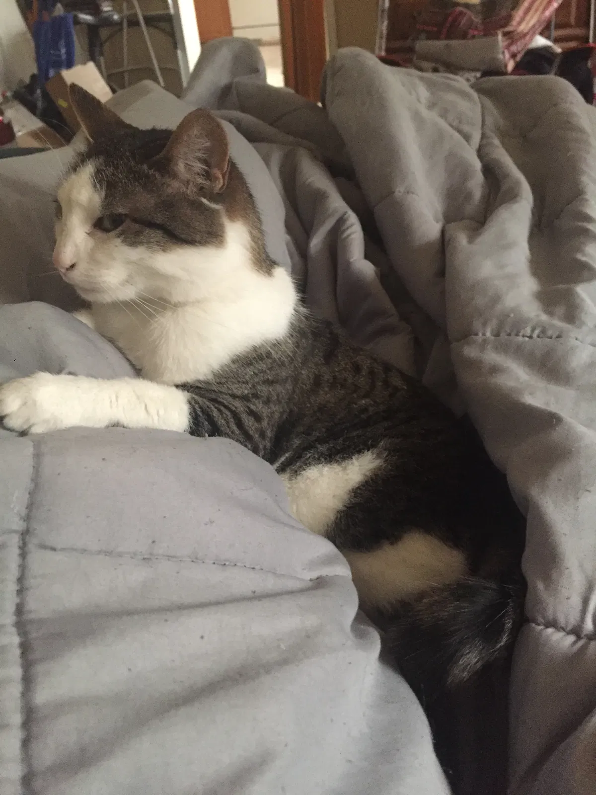 Found cat in Stockton, CA, 95207