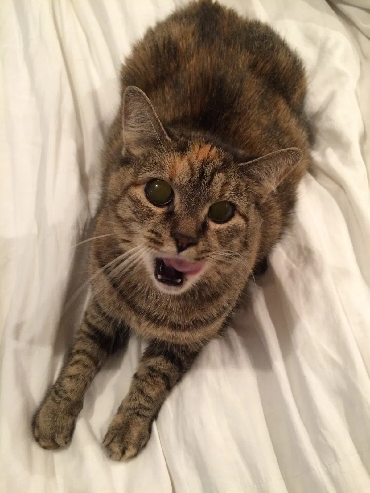 Found cat in Minneapolis, MN, 55443