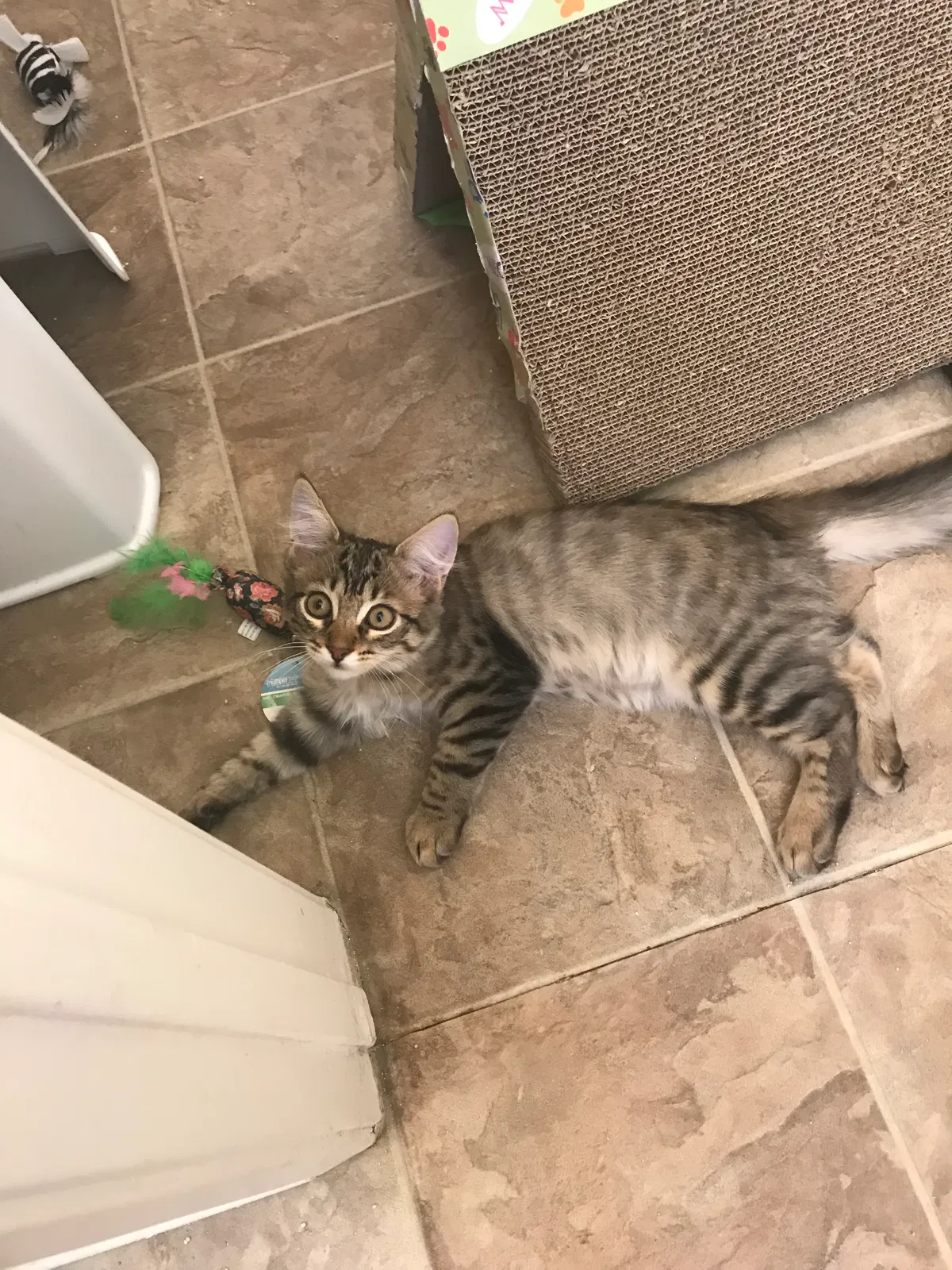Found cat in Moreno Valley, CA, 92557