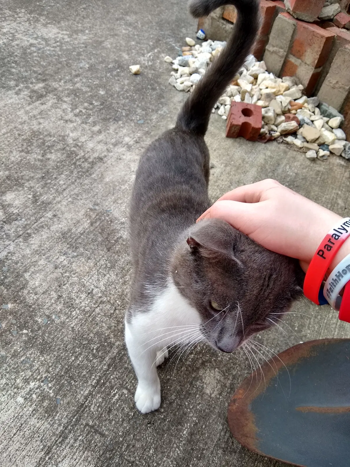 Found cat in Monroe, NC, 28110