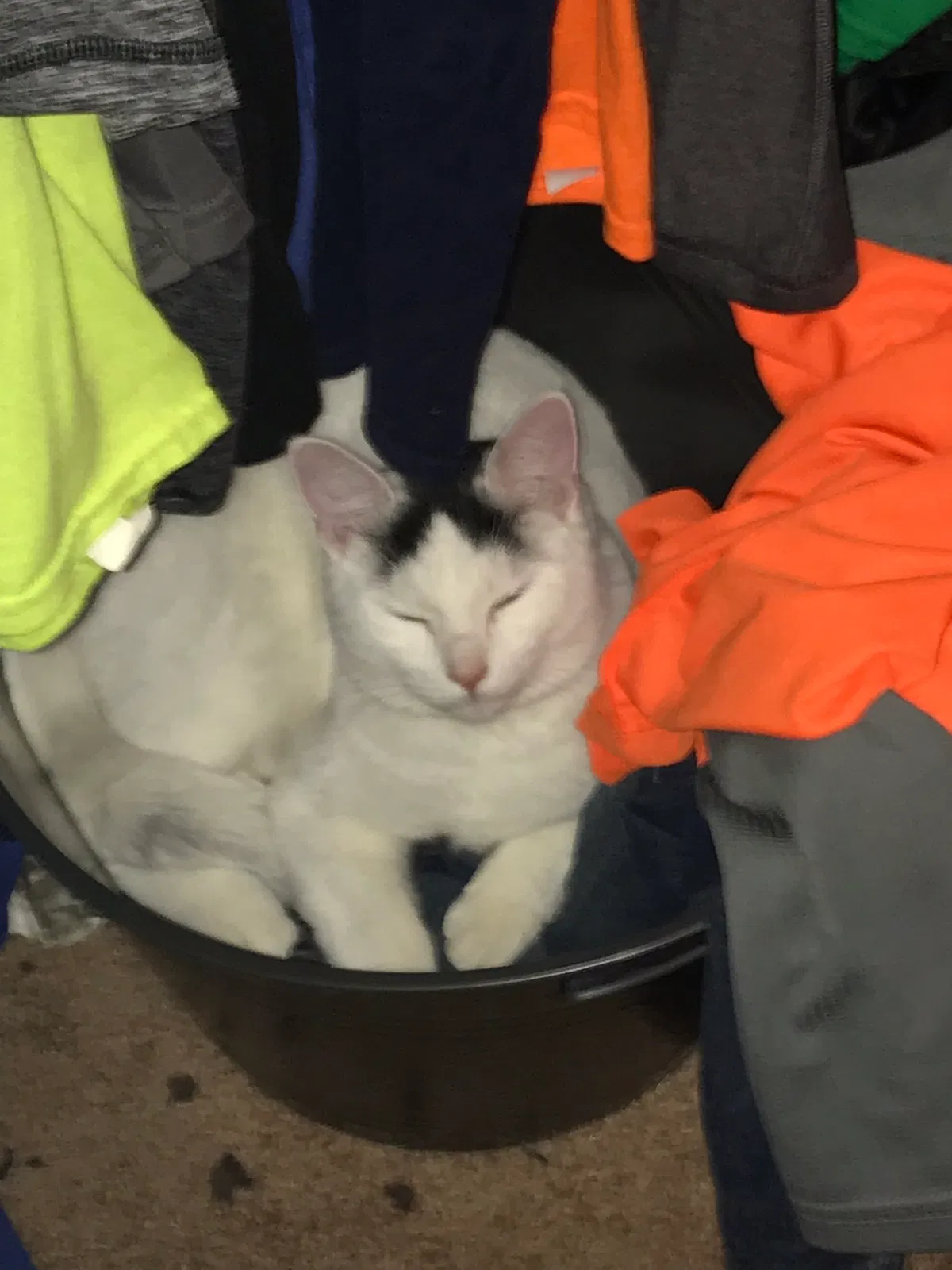 Found cat in Grand Junction, CO, 81504