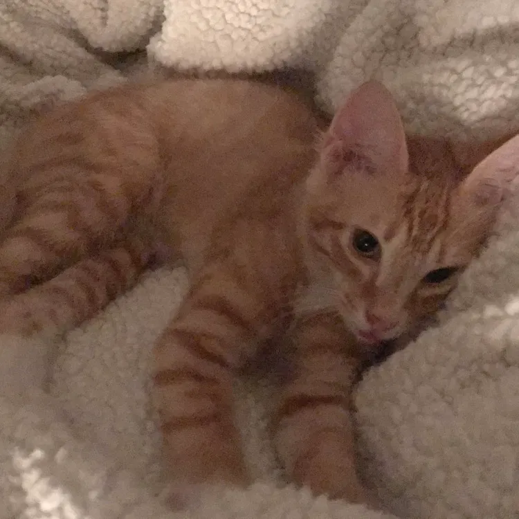 Found cat in Clearwater, FL, 33765