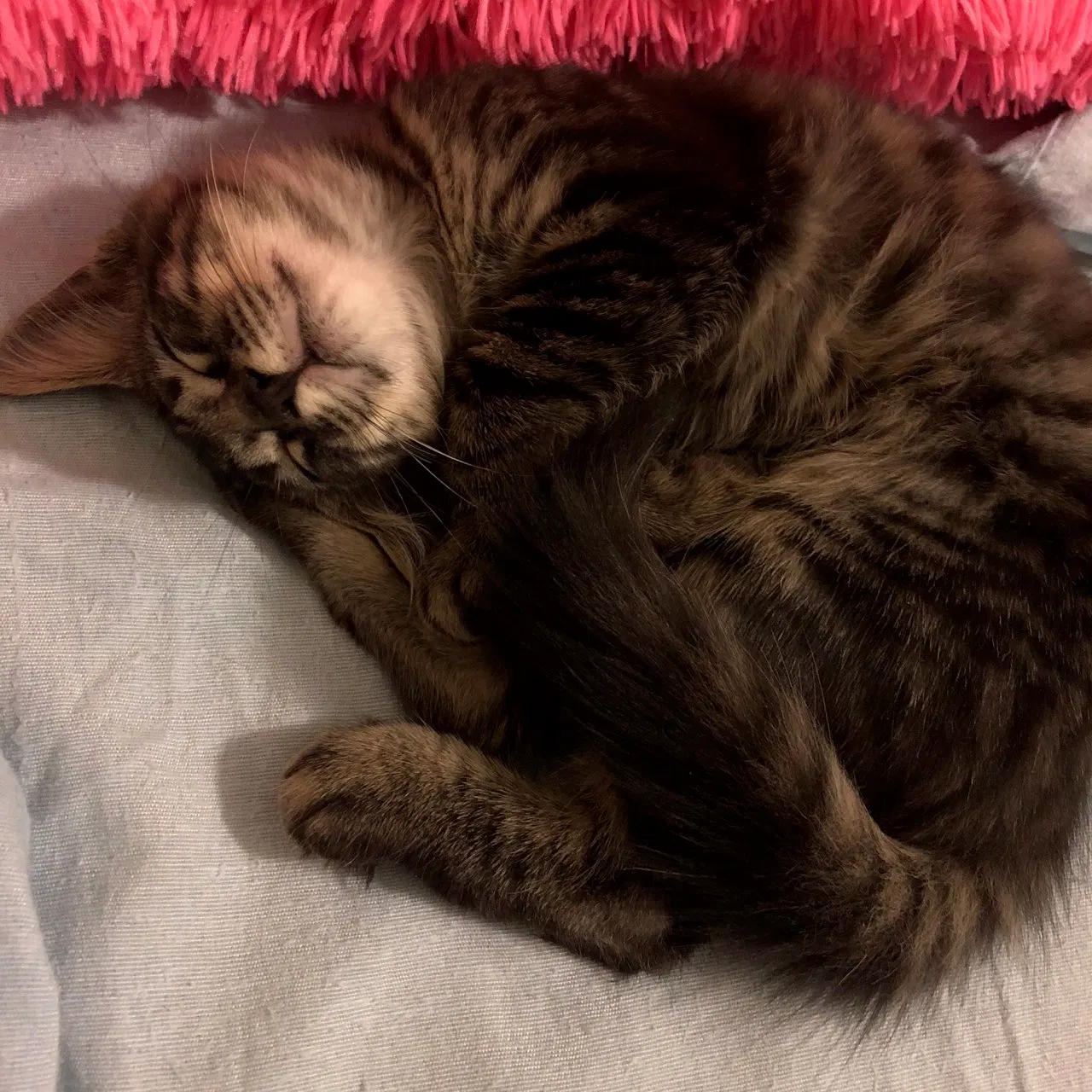 Found cat in Clearwater, FL, 33765