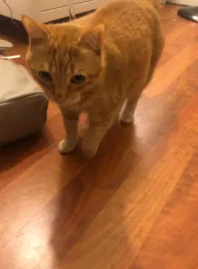 Found cat in San Francisco, CA, 94123