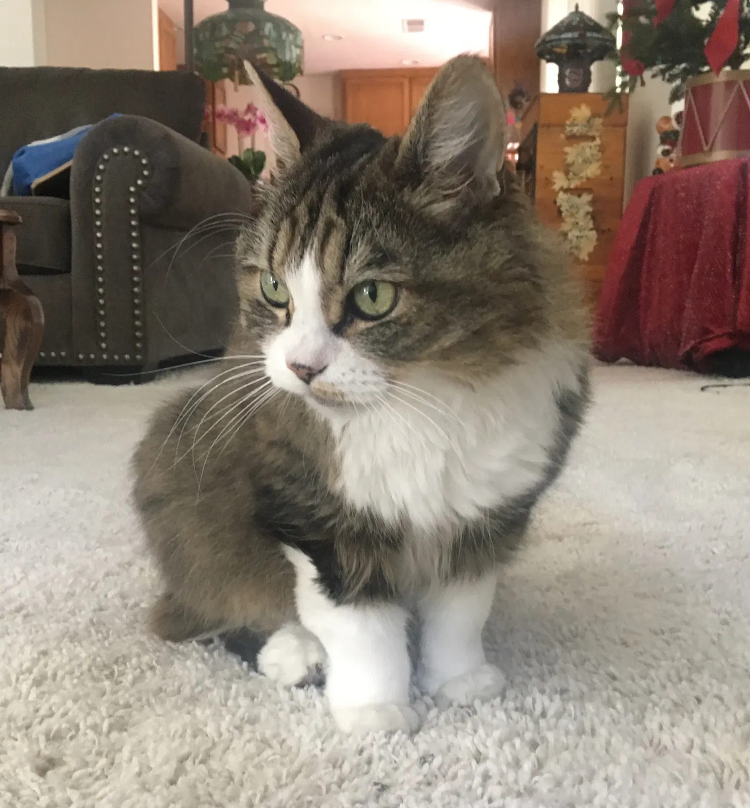 Found cat in Sonoma, CA, 95476