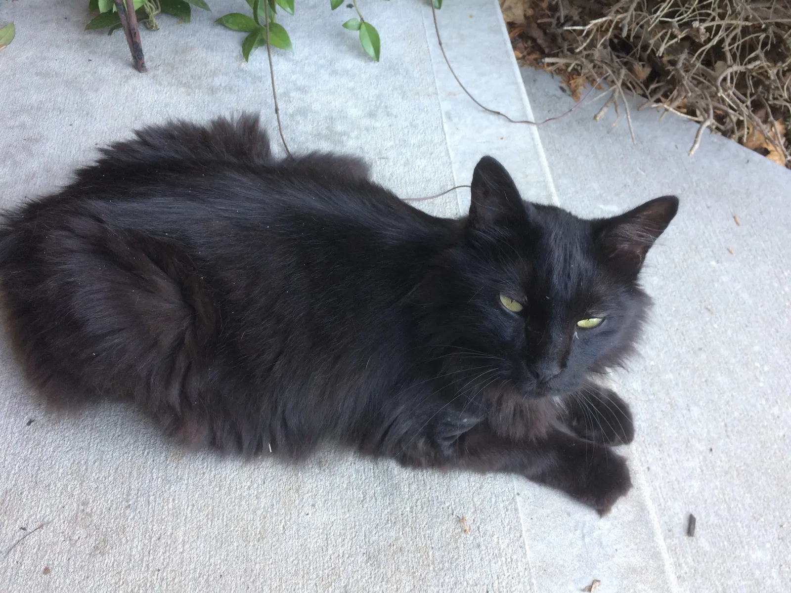 Found cat in Saint Joseph, MO, 64505