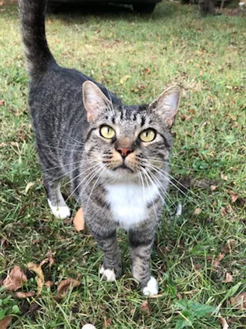 Found cat in Dora, AL, 35062