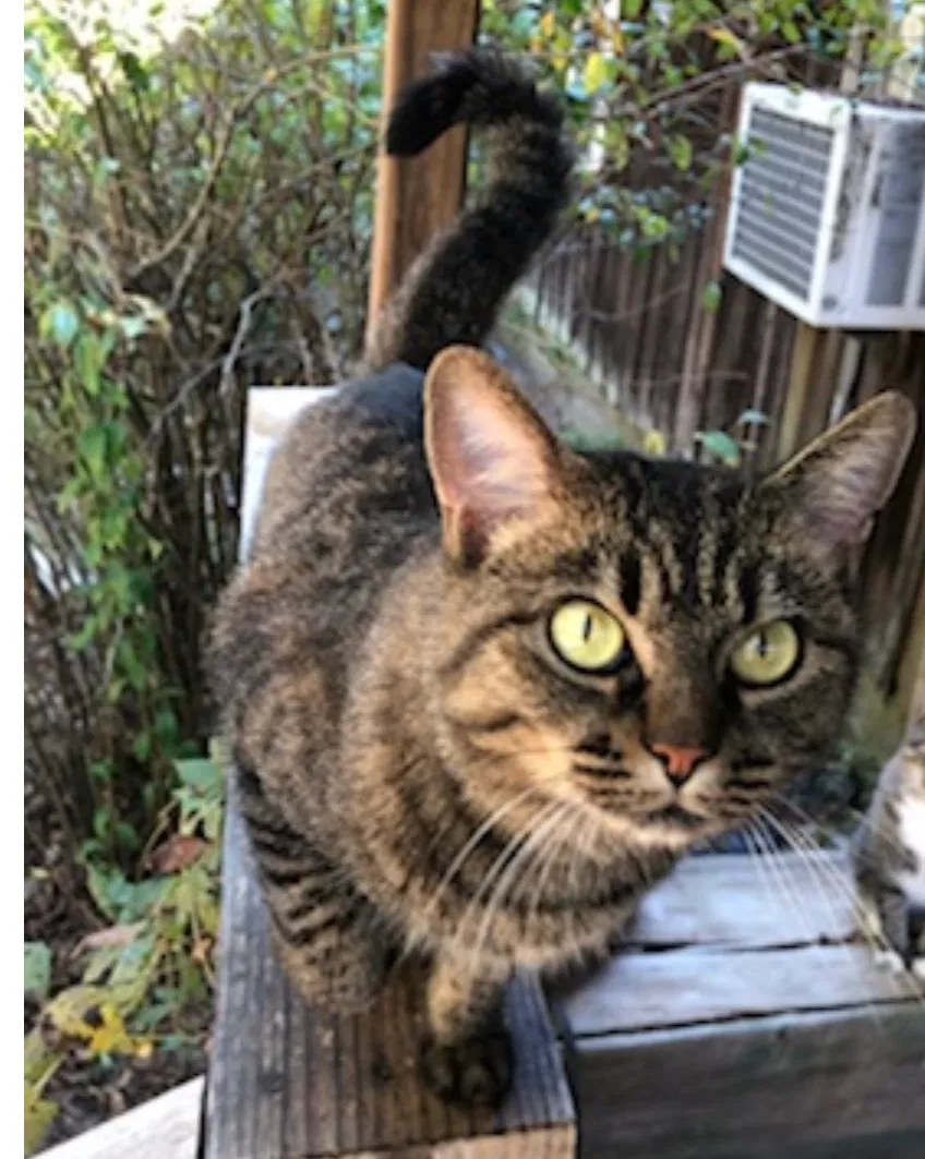 Found cat in Dora, AL, 35062