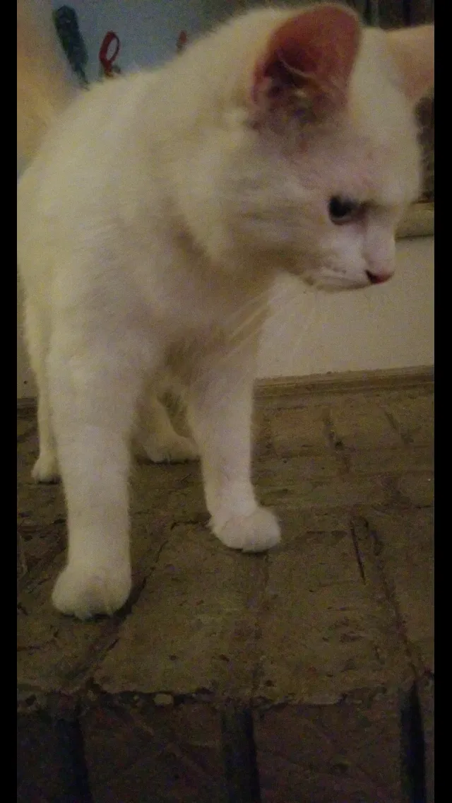 Found cat in Unknown, AL, 36021