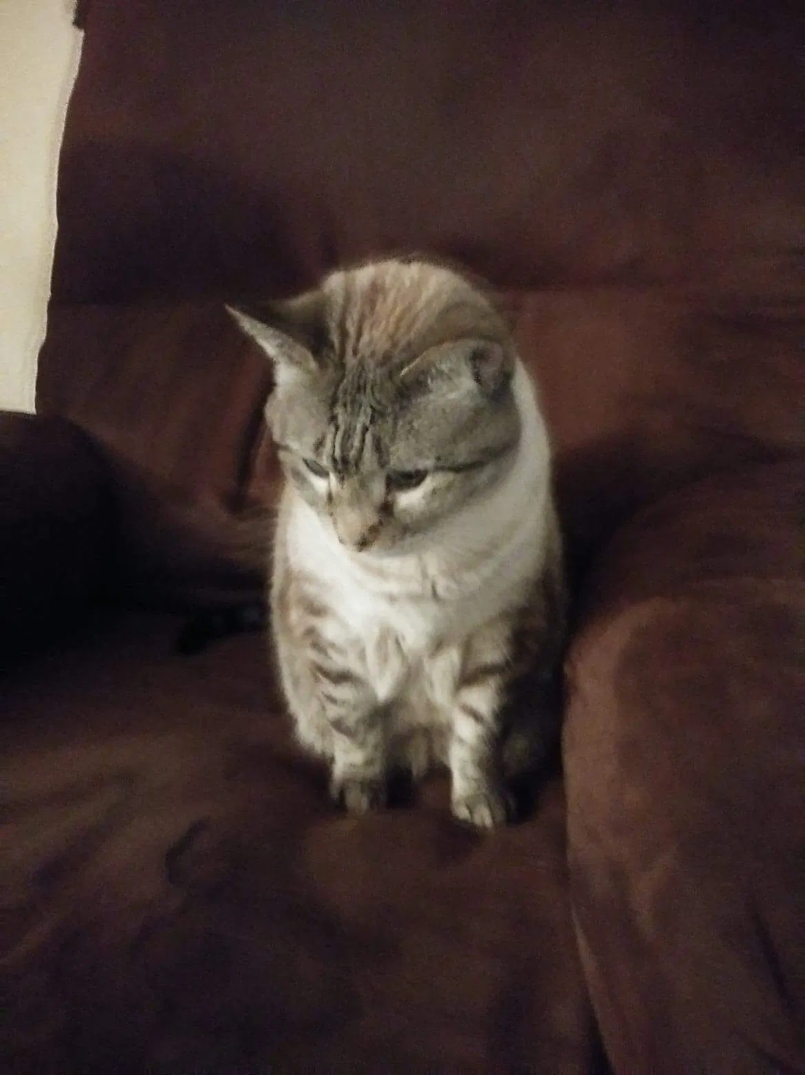 Found cat in Fort Worth, TX, 76140