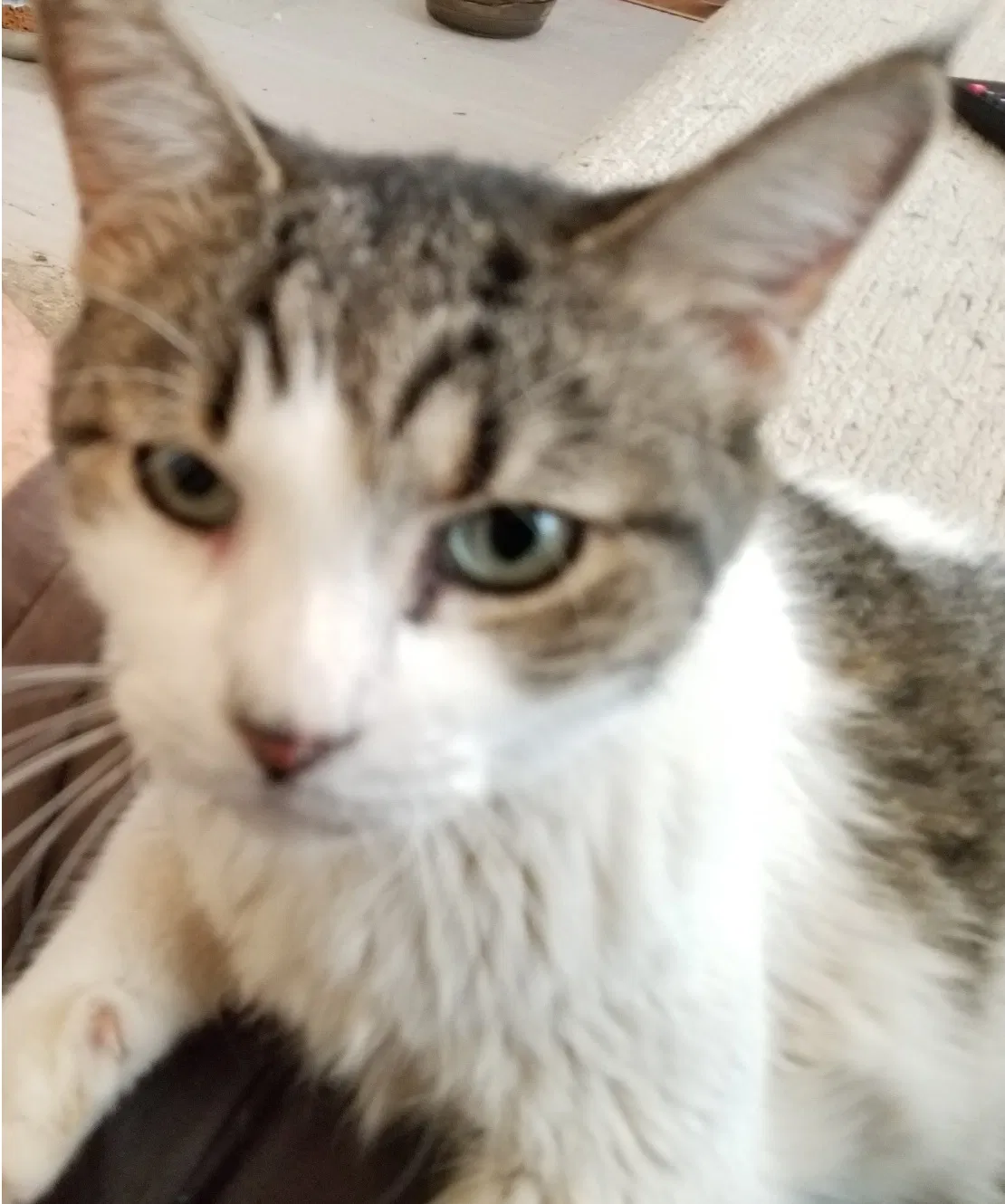 Found cat in Las Vegas, NV, 89142