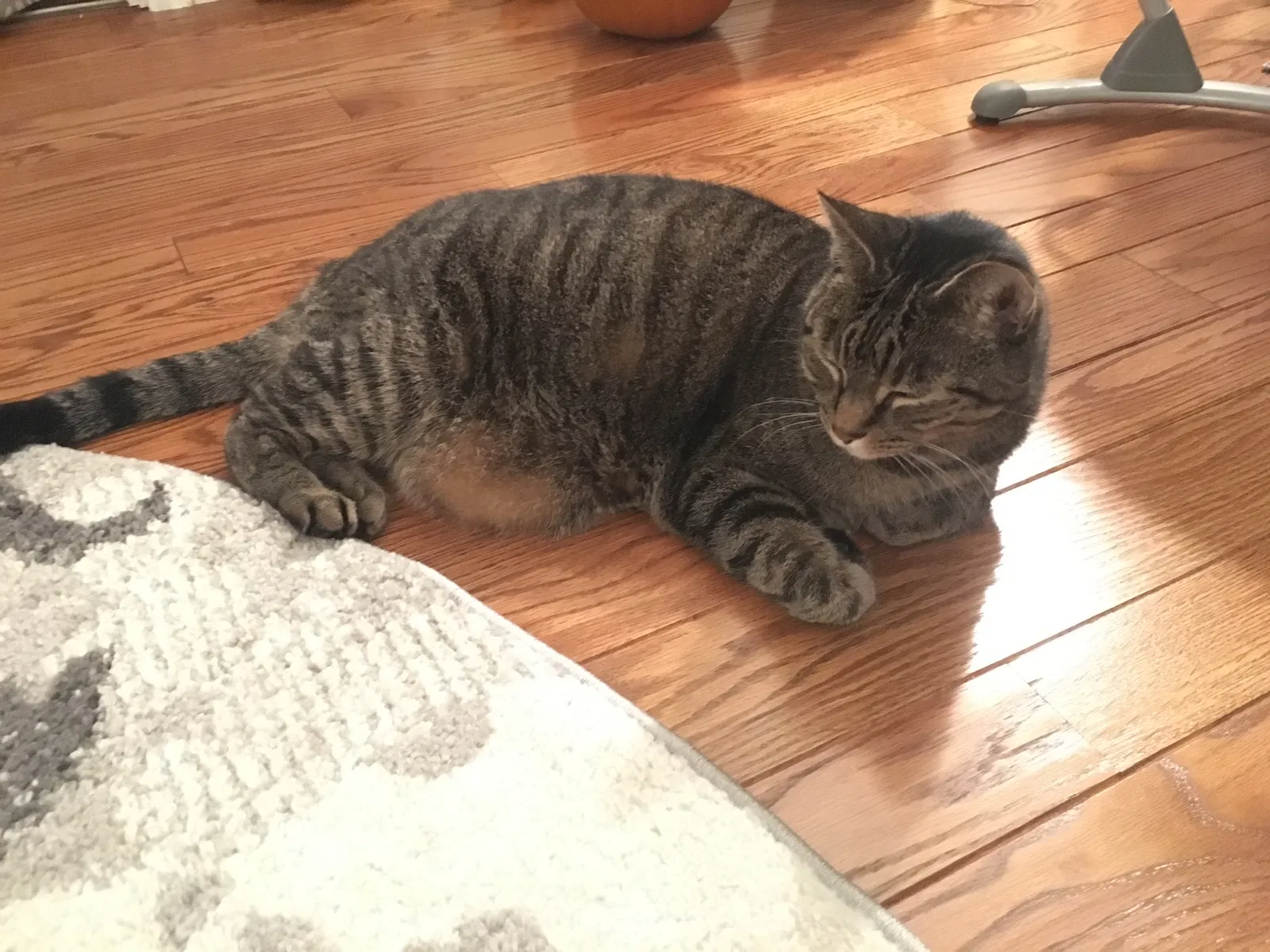 Found cat in Bethlehem, PA, 18017