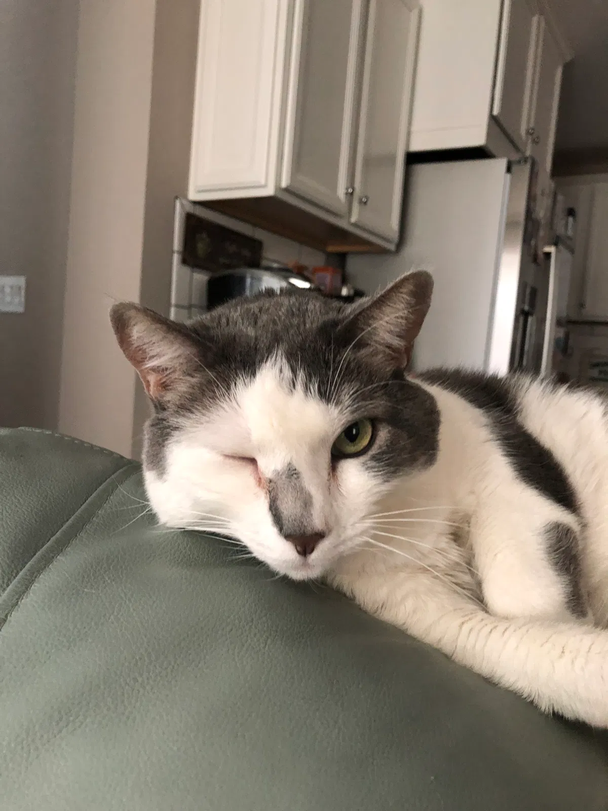 Found cat in Phoenix, AZ, 85018
