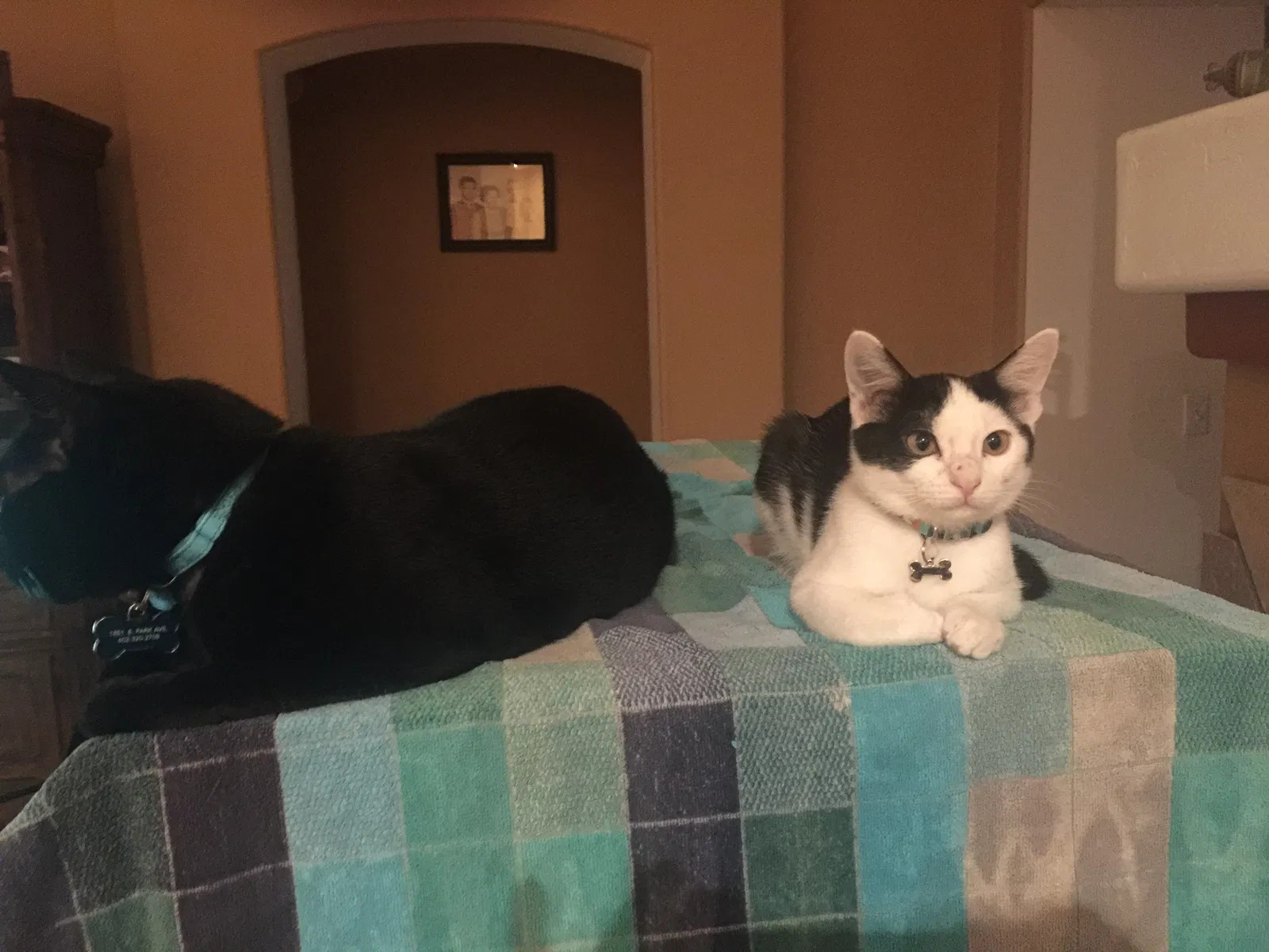 Found cat in Gilbert, AZ, 85234