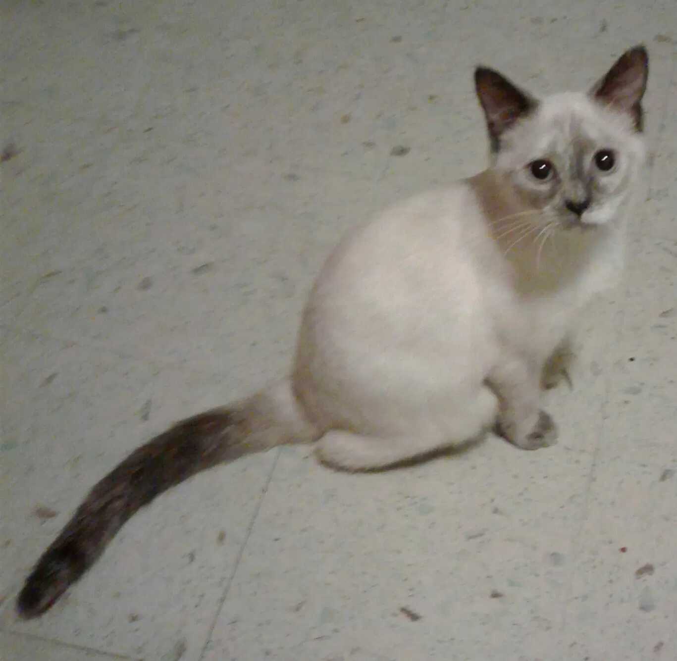 Found cat in Cincinnati, OH, 45211