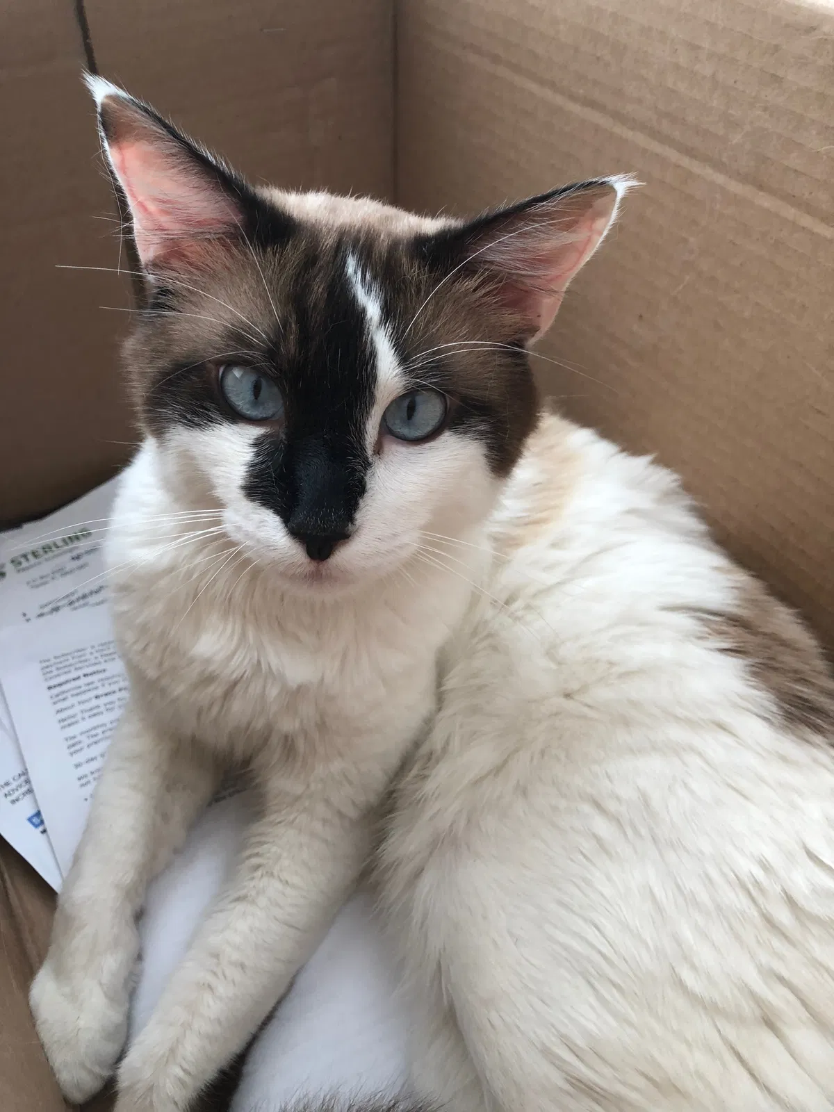 Found cat in Hacienda Heights, CA, 91745