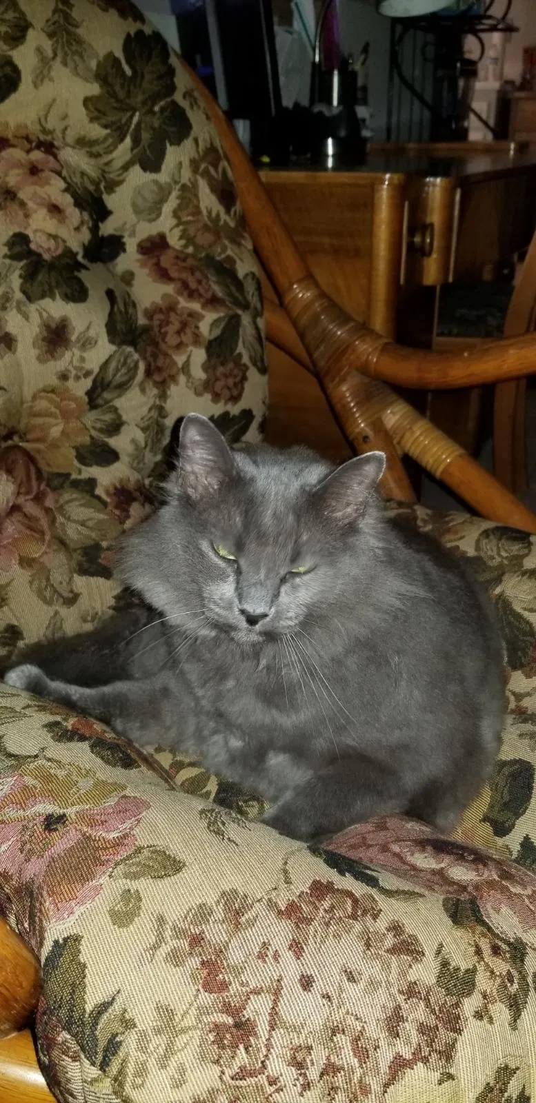 Found cat in Dana Point, CA, 92629