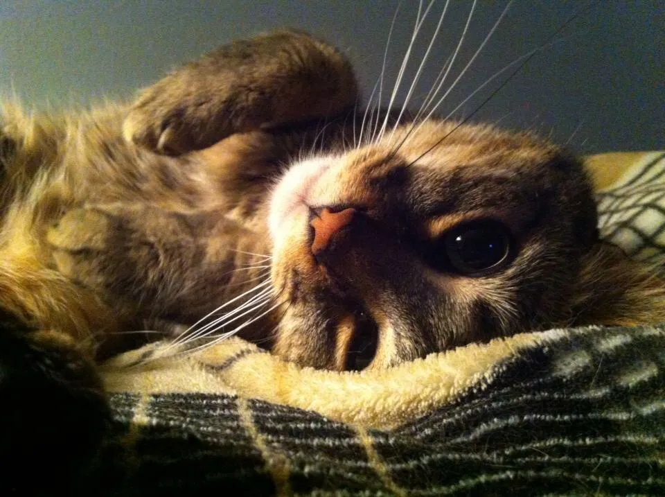Found cat in Odenton, MD, 21113