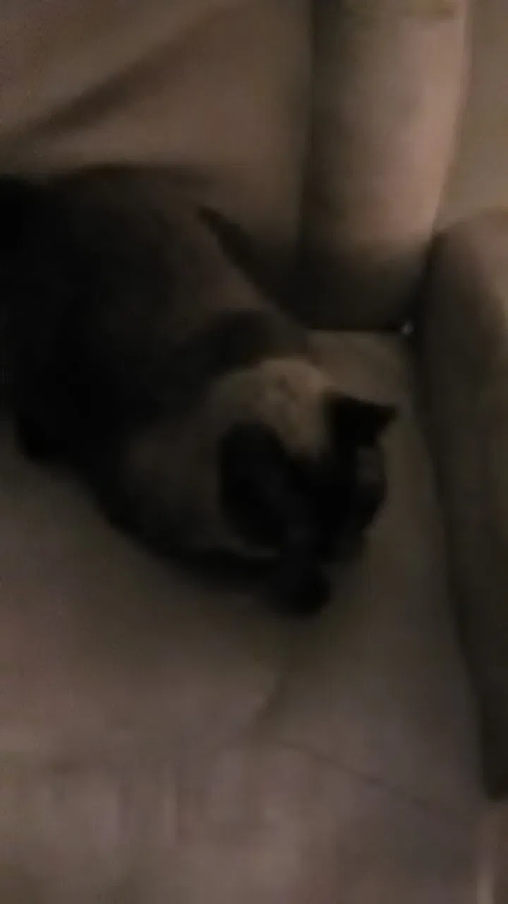 Found cat in North Versailles, PA, 15137