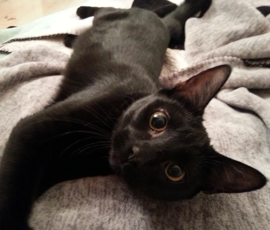 Found cat in Visalia, CA, 93291