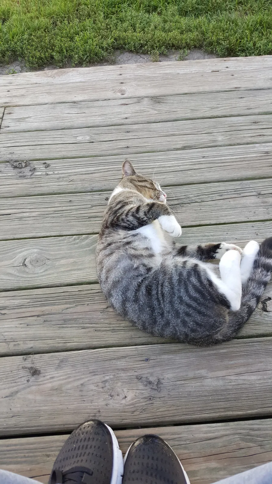 Found cat in Cedar Lake, IN, 46303
