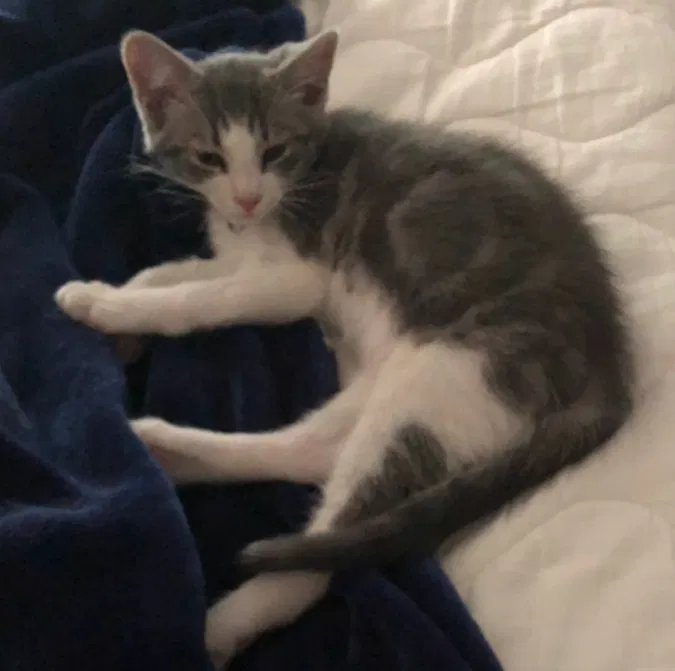 Found cat in Germantown, MD, 20874