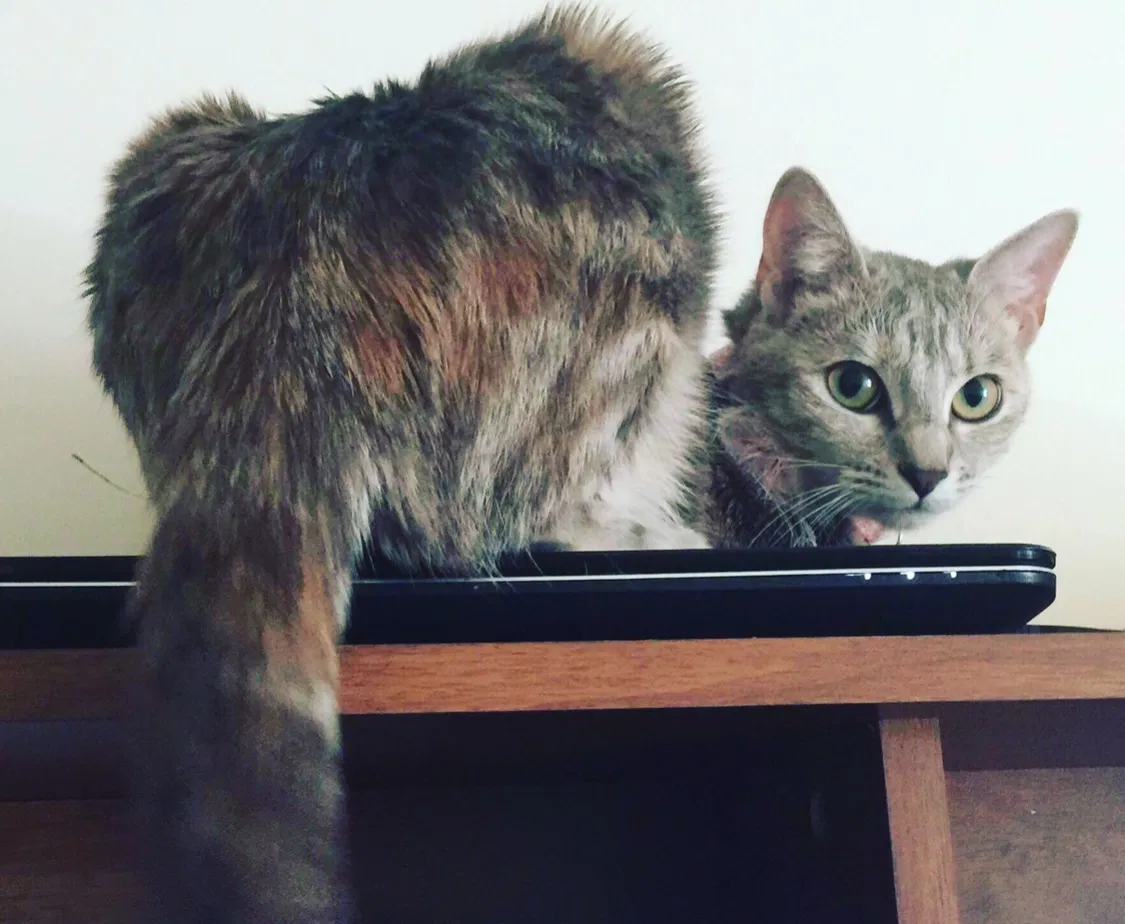 Found cat in Germantown, MD, 20874