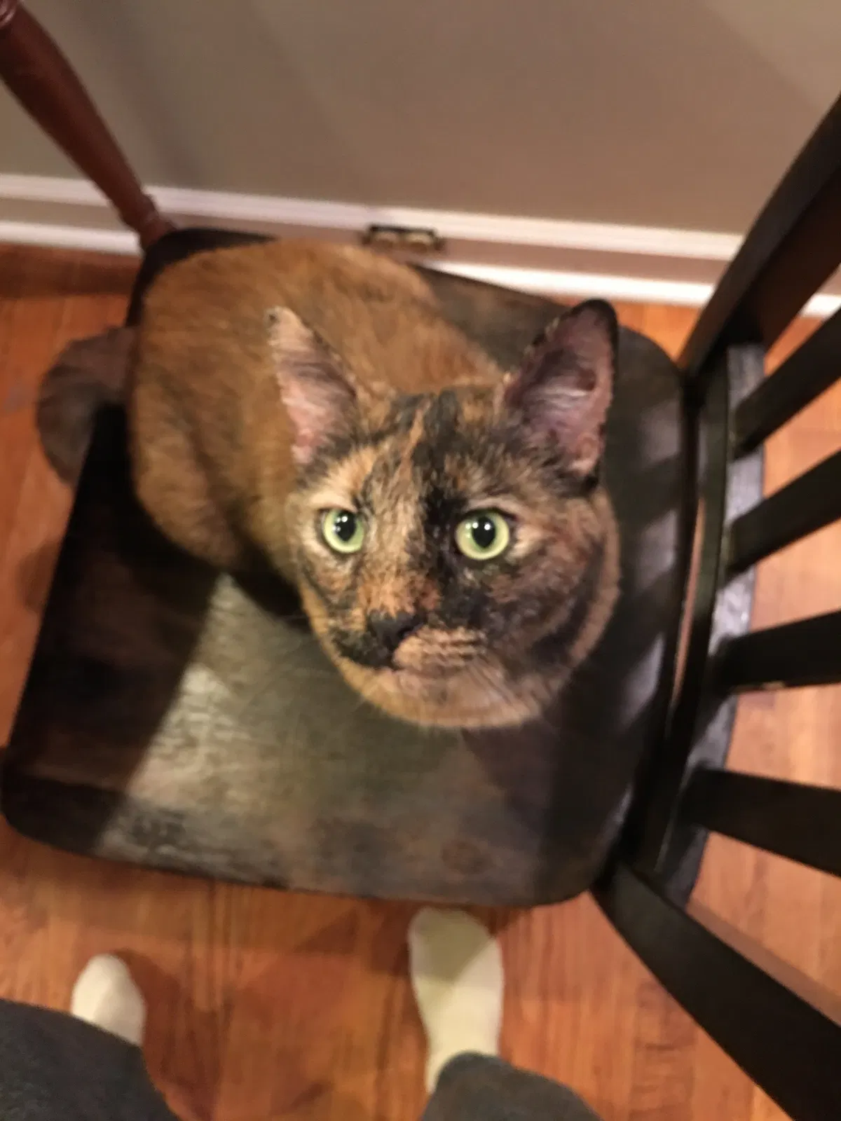 Found cat in Williamsport, PA, 17702