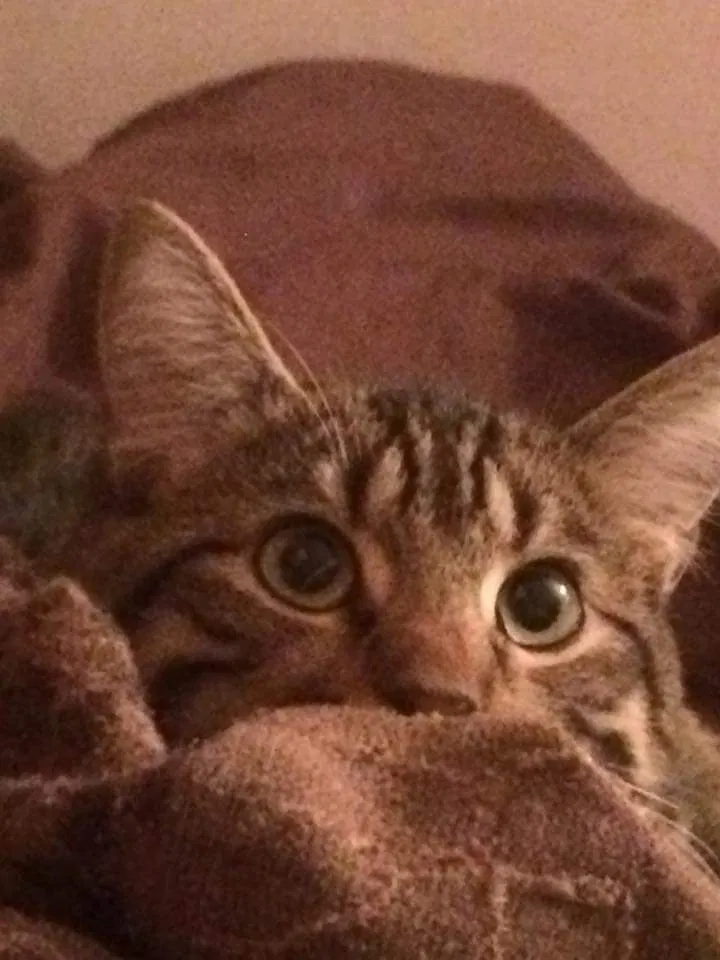 Found cat in Gulfport, MS, 39503