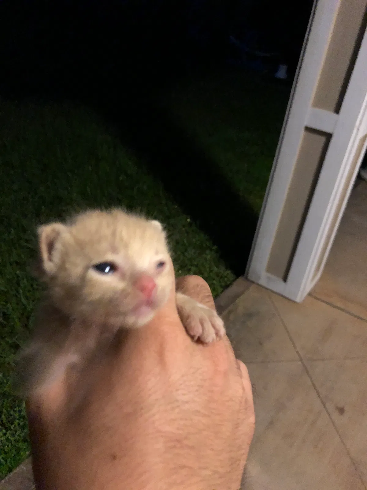 Found cat in Humble, TX, 77338