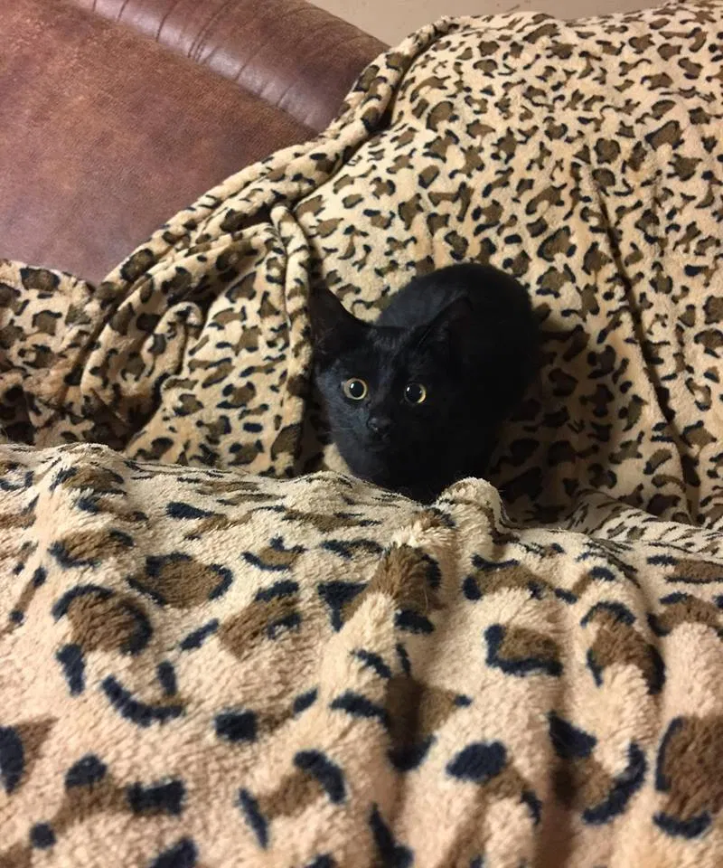 Found cat in Franklin, TN, 37064