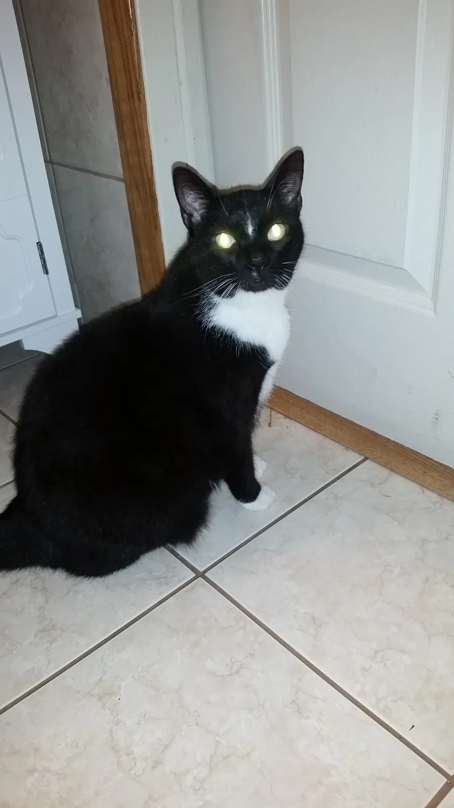 Found cat in Vineland, NJ, 8360