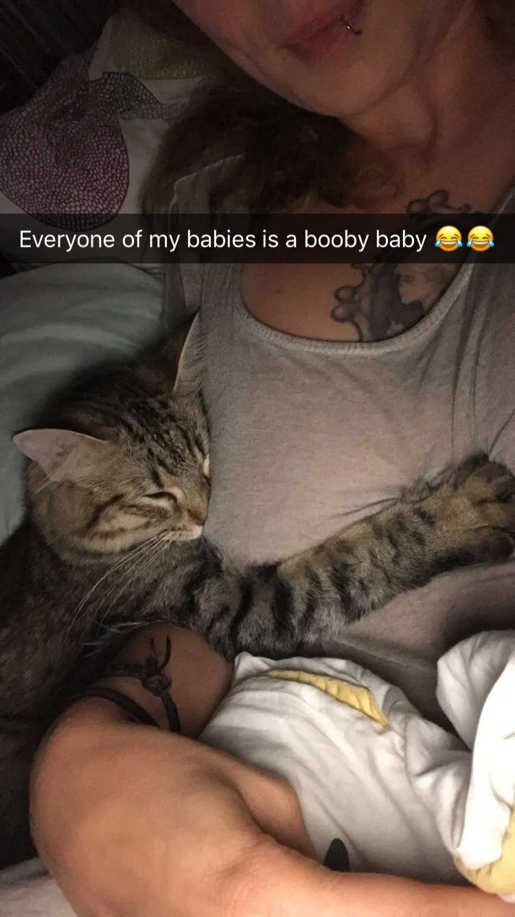 Found cat in Dallas, TX, 75219