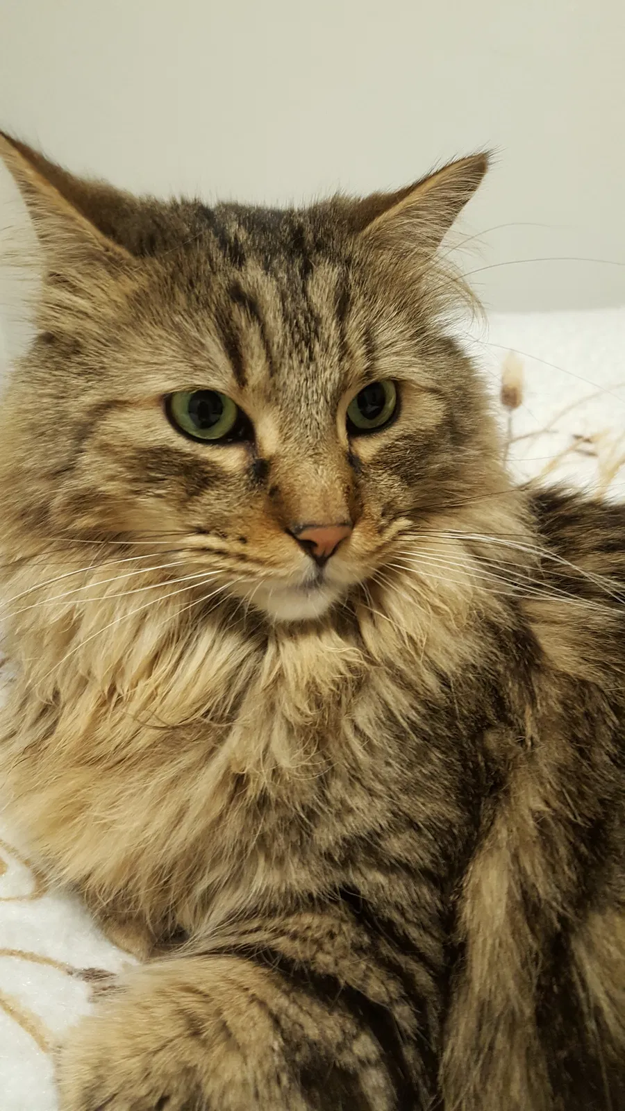 Found cat in Grand Junction, CO, 81504