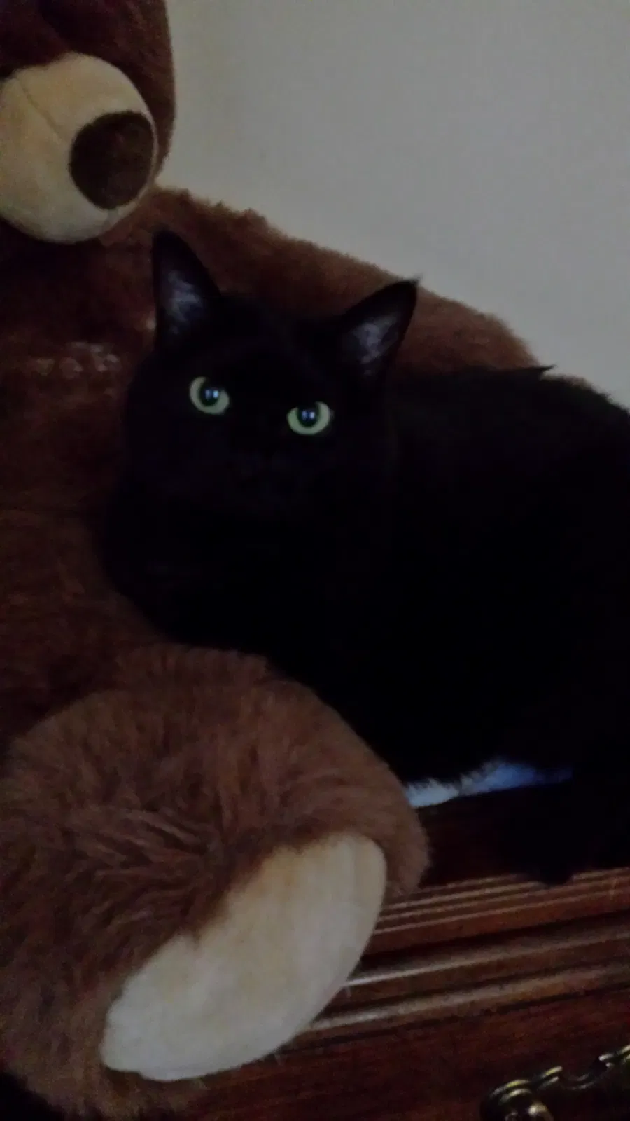 Found cat in Antioch, TN, 37013