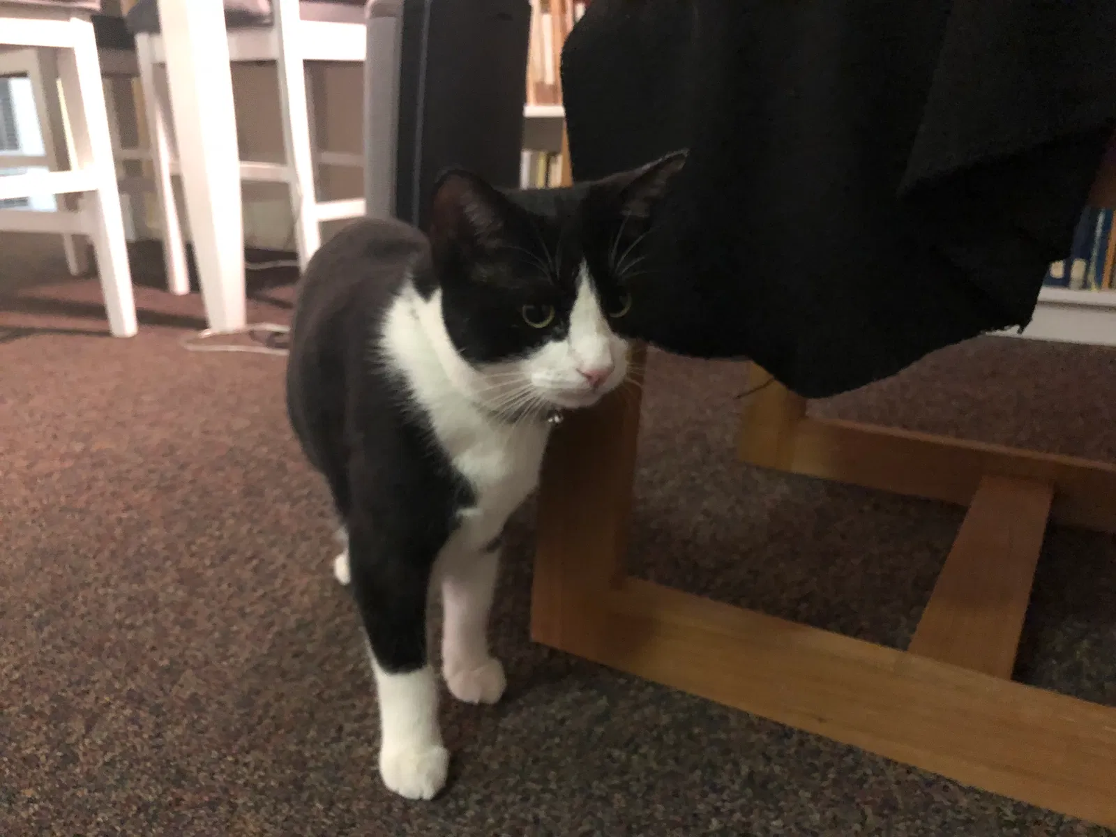Found cat in Irvine, CA, 92617