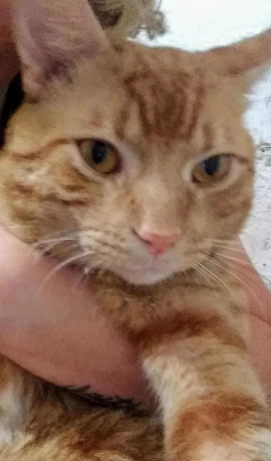 Found cat in San Diego, CA, 92102