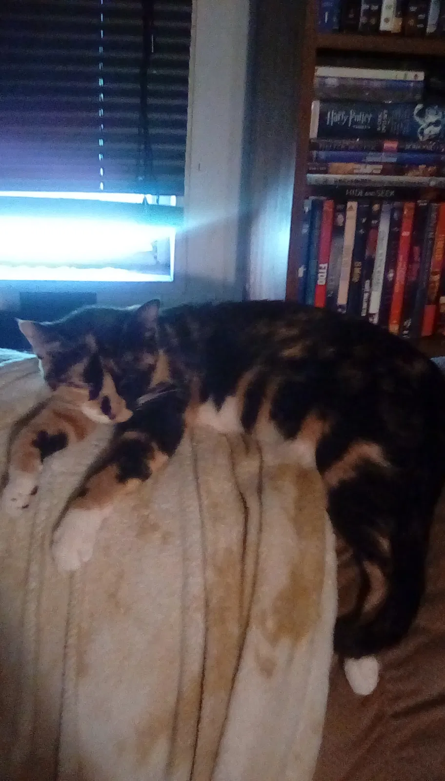 Found cat in Largo, FL, 33771