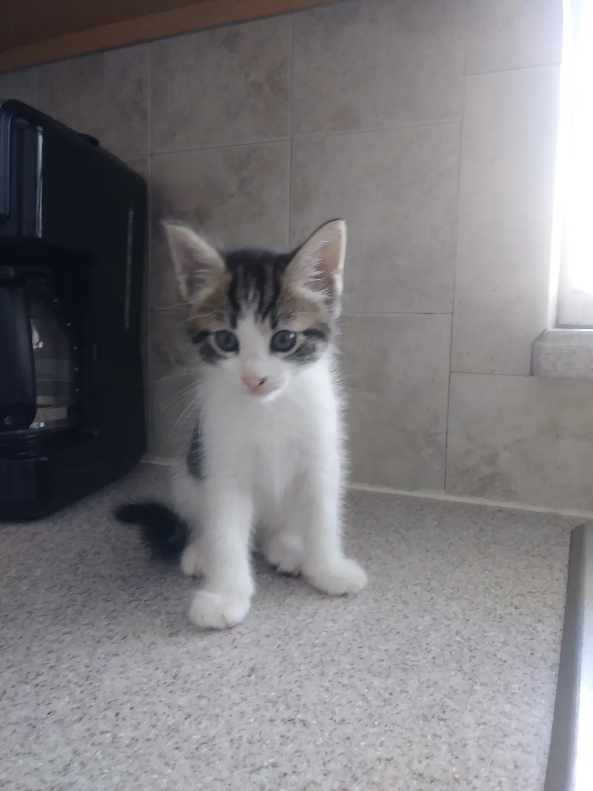 Found cat in Port Richey, FL, 34668