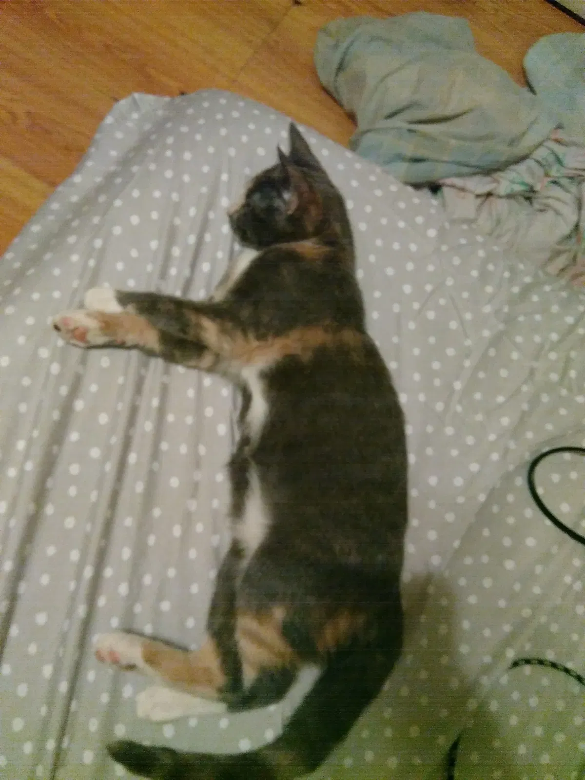 Found cat in La Place, LA, 70068