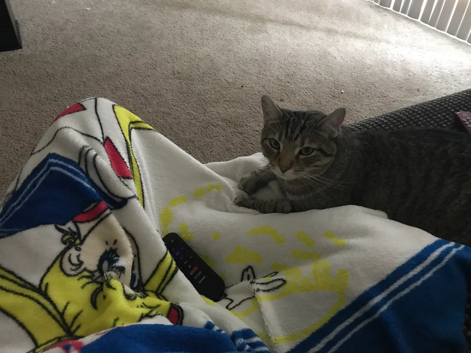 Found cat in Henrico, VA, 23231