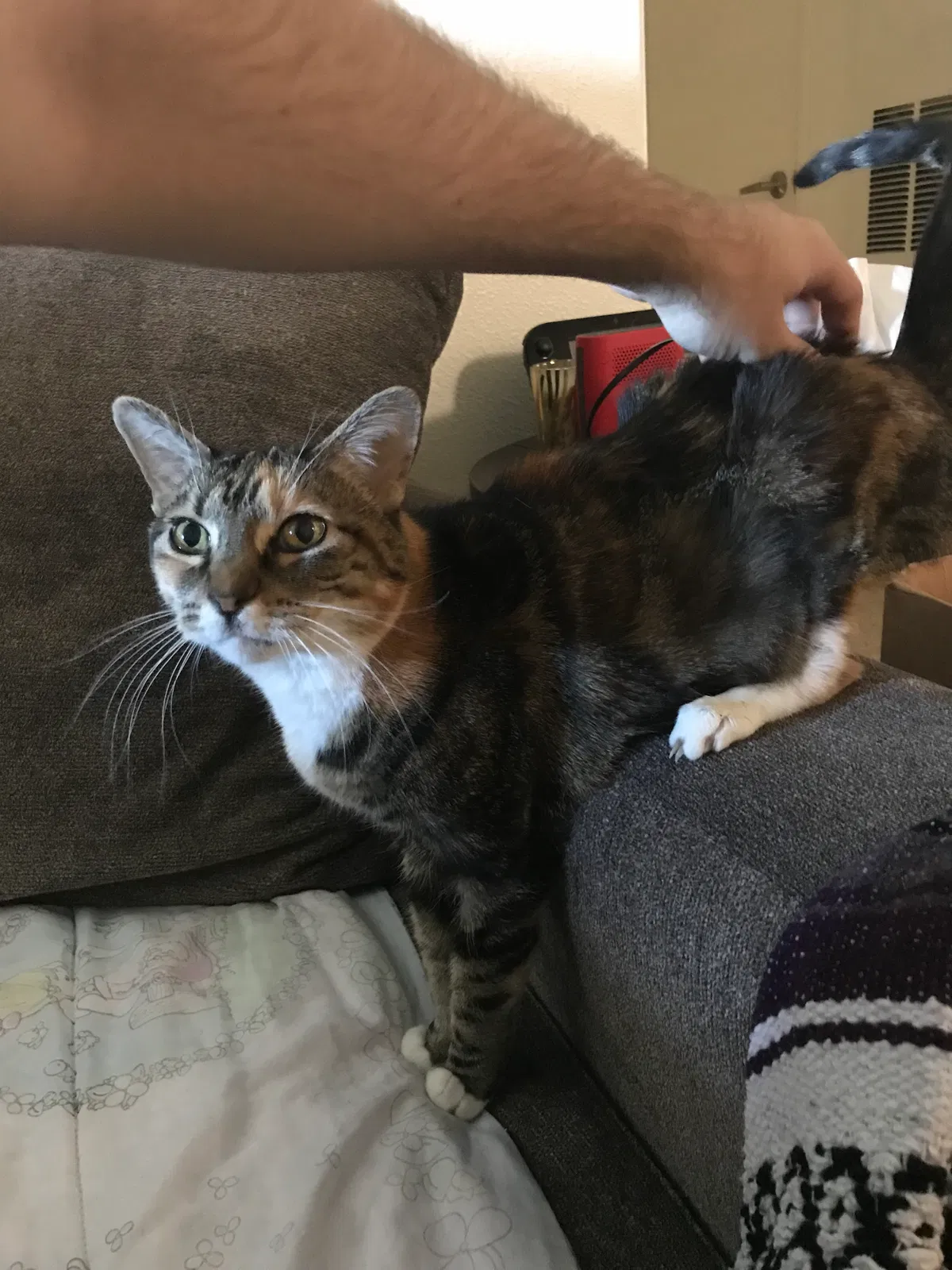 Found cat in Las Vegas, NV, 89147