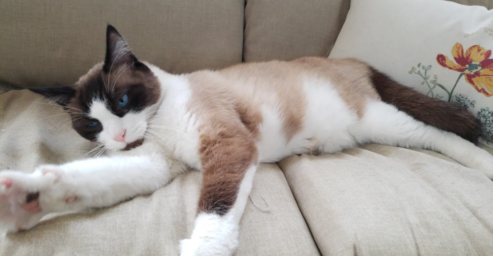 Found cat in Las Vegas, NV, 89120