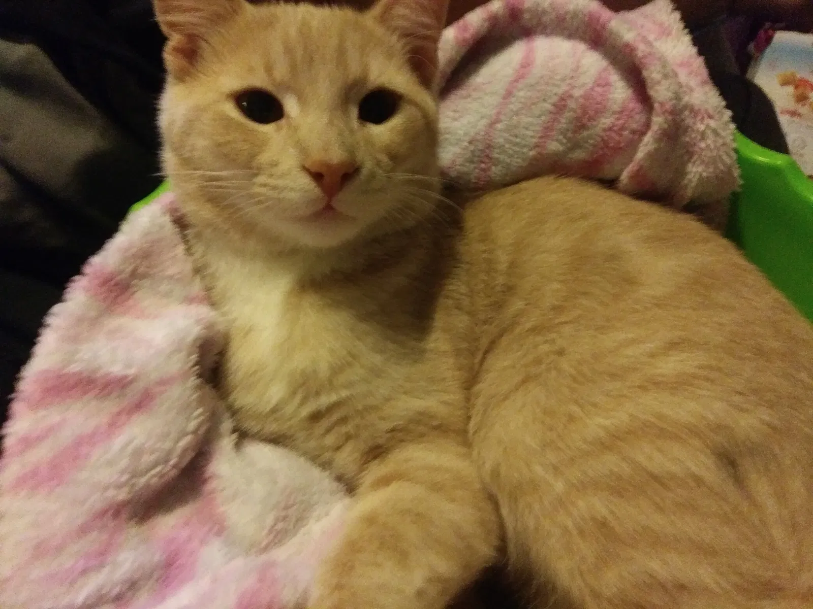 Found cat in New Castle, DE, 19720